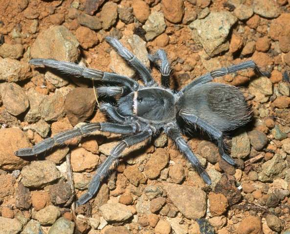 Cyrtopholis cf agilis Pocock, 1903, female, La Altagracia Province, Dominican Republic