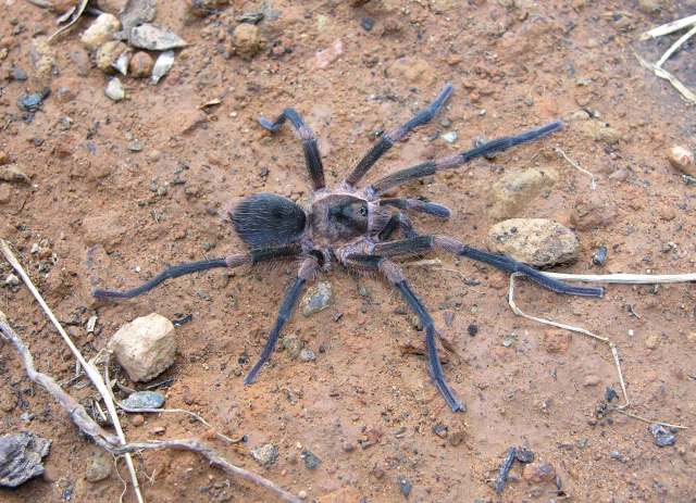 Cyrtopholis gibbosa Franganillo, 1936, male, s. Cuba