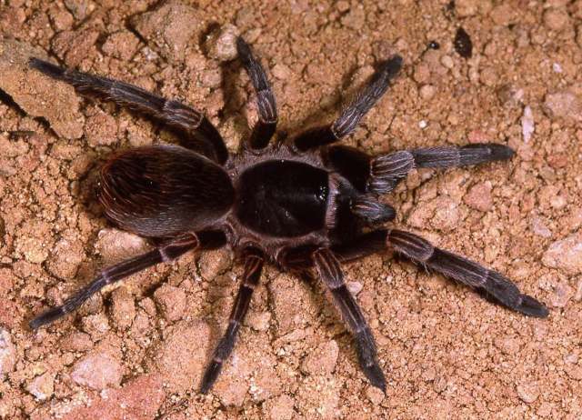 Cyrtopholis ramsi Rudloff 1995, female (post-molt), s. Cuba