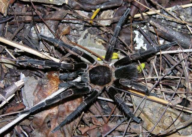 Cyrtopholis ramsi Rudloff, 1995, male, Holguin Province, Cuba