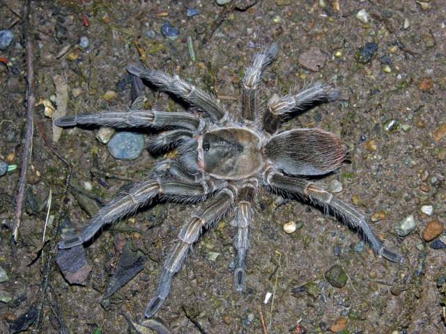 Cyrtopholis sp., female [undescribed], Barahona Province, Dominican Republic