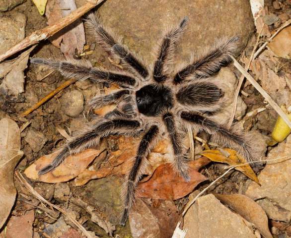 Cyrtopholis sp., male, St. Martin Island, West Indies