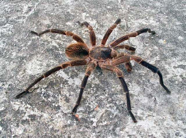 Cyrtopholis sp., male [undescribed], s. Cuba (Photo - D. Ortiz)