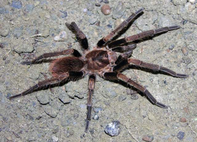 Cyrtopholis sp. [undescribed species], male, La Romana Province, Dominican Republic