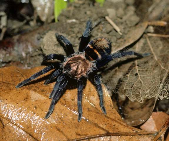 Davus ruficeps (Simon, 1891), female, Guanacaste Province, Costa Rica