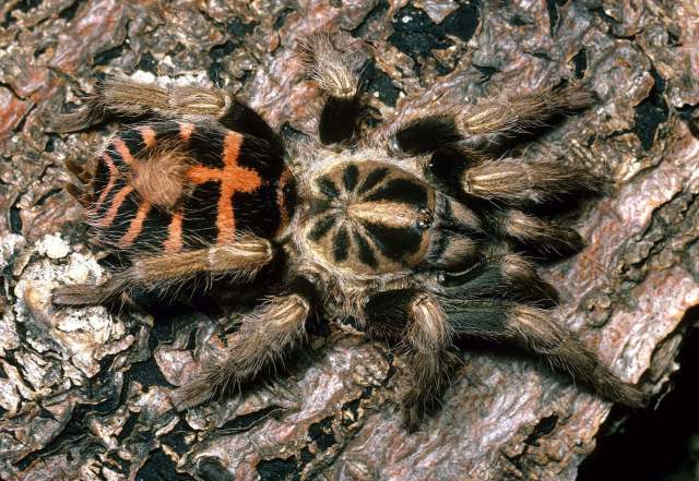 Davus sp., female, Mexico. (Photo - B. Lamar)