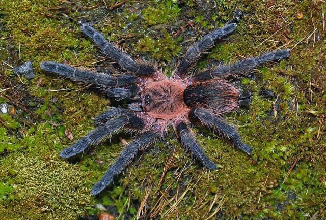 Dolichothele bolivianum (Vol, 2001), female, Bolivia, (Phorto - E. Ythier)