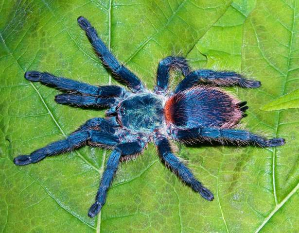 Dolichothele diamantinensis (Bertani, Santos & Righi, 2009), female, Brazil