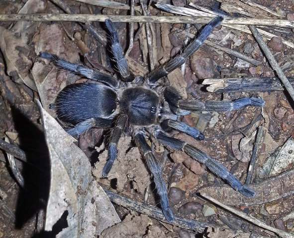 Dolichothele exilis Mello-Leit∆o, 1923, female, Bahia State, Brazil, (Photo - V. Ghirotto)