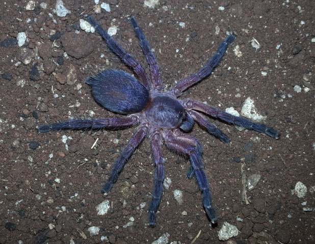 Dolichothele rufoniger (Guadanucci, 2007), penultimate female,Brazil