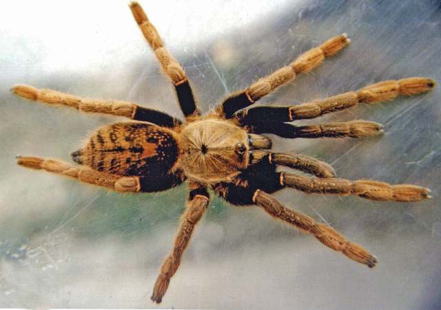 Encyocratella olivacea Strand, 1907, female, Tanzania, East Africa. (Photo -  R. Gallon)