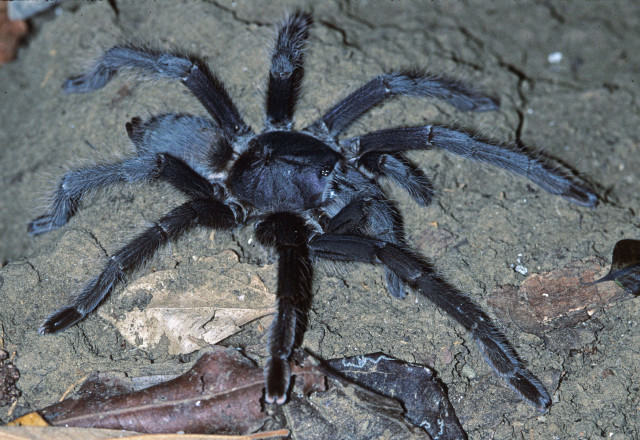 Encyocrates raffrayi Simon 1892, female, n. Madagascar. (Photo - B. Love)