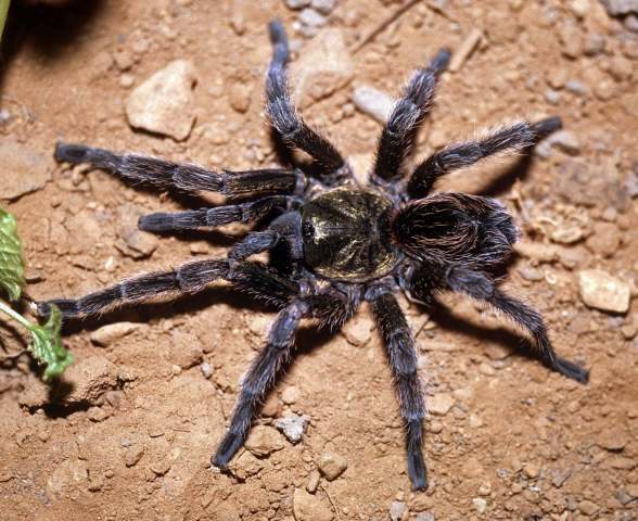 Euathlus manicata (Simon, 1892), female (dark morph), Santiago, Chile