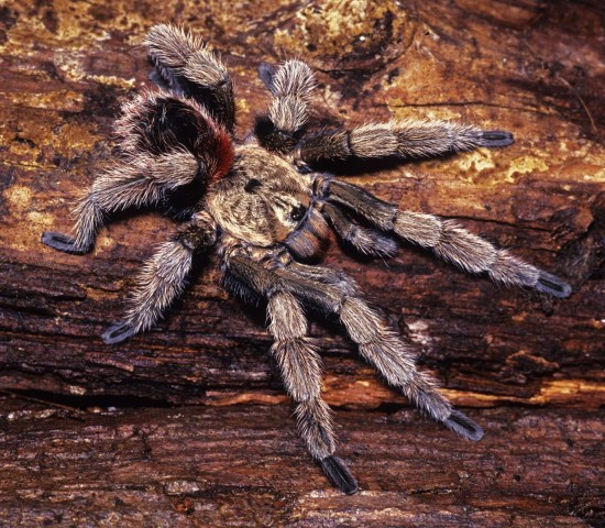 Euathlus manicata (Simon, 1892), male, Chile