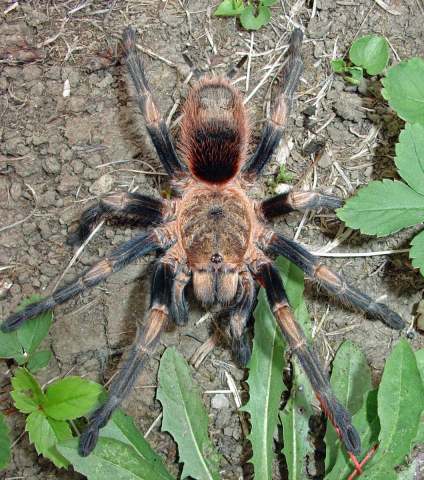 Euathlus sp.1, female (undescribed), Peru. Photo - M. Gamache)