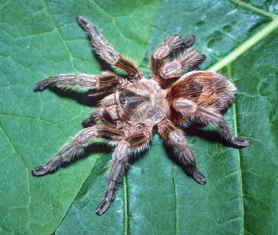Euathlus sp.2, female, Farellones, Chile