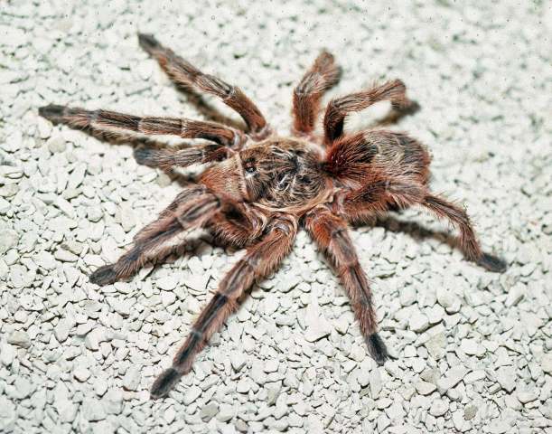 Euathlus sp.4, female, Valparaiso, Chile
