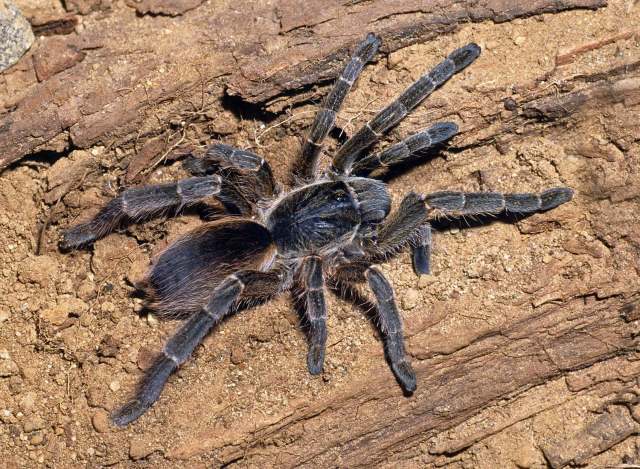 Eucratoscelus constrictus (GerstÑcker, 1873), female, Kenya, East Africa