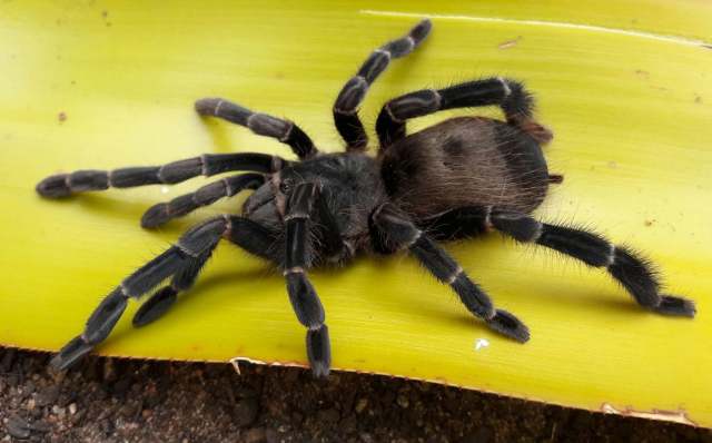 Eupalaestrus spinosissimus Mello-Leit∆o 1923, female [post-molt], Brazil (Photo - V. Ghirotto)