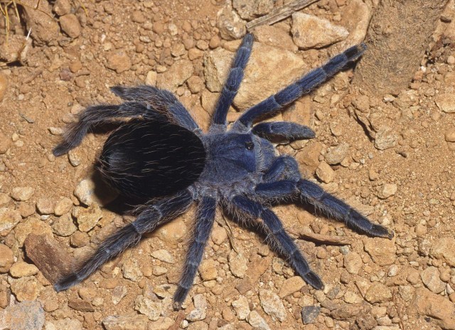 Eupalaestrus weijenberghi (Thorell 1894), female (post-molt), Argentina