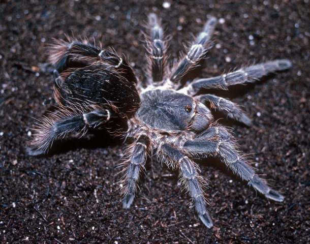 Eupalaestrus weijenberghi (Thorell, 1894), female (pre-molt), Misiones Province, Argentina