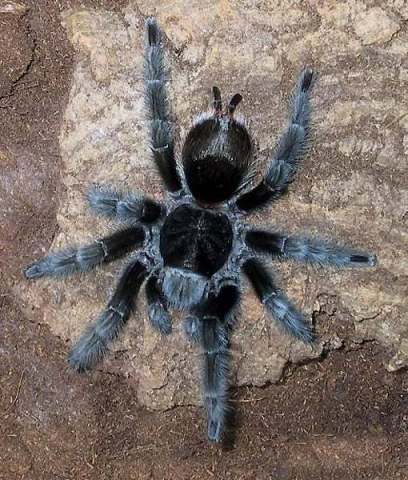 Grammostola actaeon (Pocock 1903), female, Brazil. (Photo - R. Olsen)