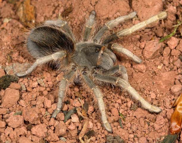 Grammostola andreleetzi Vol, 2008 , female, Uruguay. (Photo -  F. Vol)