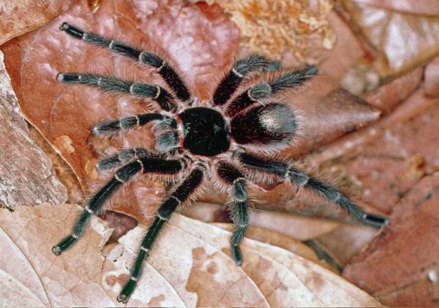 Grammostola andreleetzi Vol, 2008, male, Uruguay. (Photo - F. Vol)