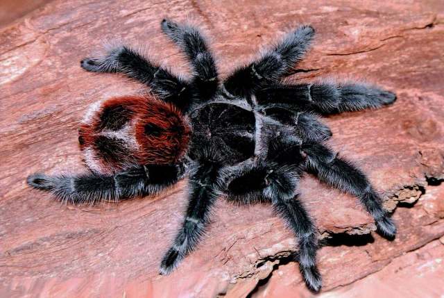 Grammostola iheringi (Keyserling 1891), female, Brazil. (Photo - D. Knafeljc)
