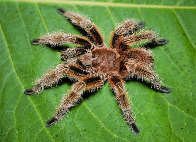 Grammostola rosea (Walckenaer 1837), male (color morph), Chile
