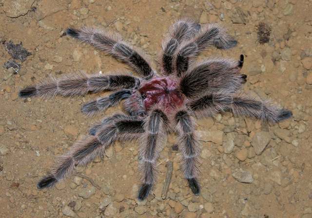 Grammostola rosea (Walckenaer 1837), male (common color morph), Santiago, Chile