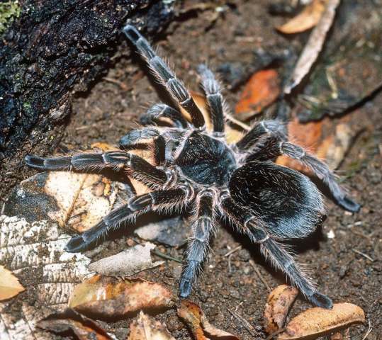 Grammostola sp., female, Misiones Province,  Argentina