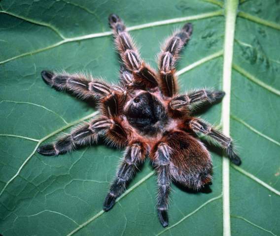Grammostola sp. poss. rosea (Walckenaer, 1837), female (red morphotype), se. Chile