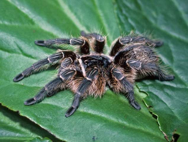 Grammostola vachoni Schiapelli & Gerschman 1961, female, Argentina