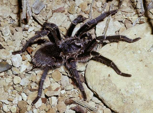 Grammostola vachoni Schiapelli & Gerschman 1961, male, Argentina