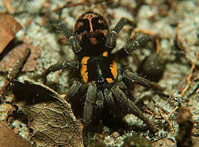 Hapalopus butantan (Perez-Miles 1998), female, n. Brazil. (Photo - P. Zani)