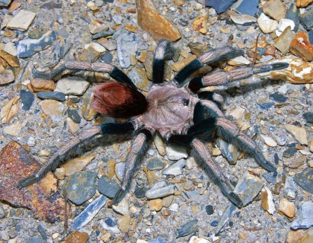 Hapalotremus sp. nov., female, Peru