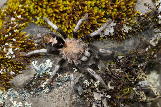 Hapalotremus yuraqchanka Sherwood, Ferretti, Gabriel & West, 2021, female, Bolivia. (Photo - M. Pacheco)