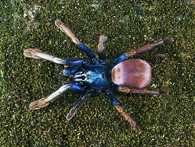 Haploclastus devamatha Prasanth & Sunil Jose, 2014, sub-adult female, Western Ghats, India. (Photo - R. Sanap)