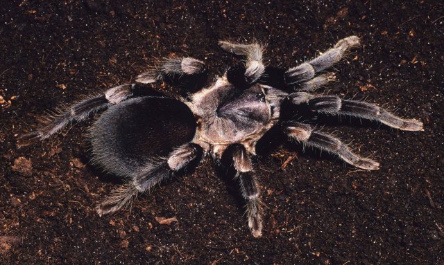 Haplocosmia himalayana (Pocock, 1899), female, N. India & Nepal
