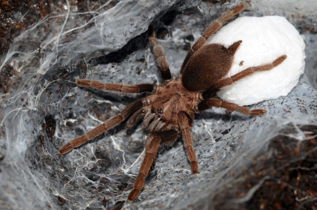 Haplocosmia nepalensis Schmidt & von Wirth, 1996, female with egg sac, Nepal. (Photo - F. Cleton)