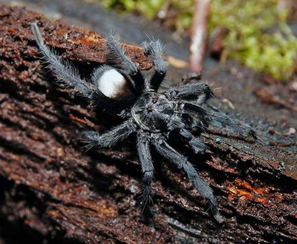 Hemirrhagus franckei Mendoza 2014, male, Oaxaca, Mexico. (Photo - J. Mendoza)