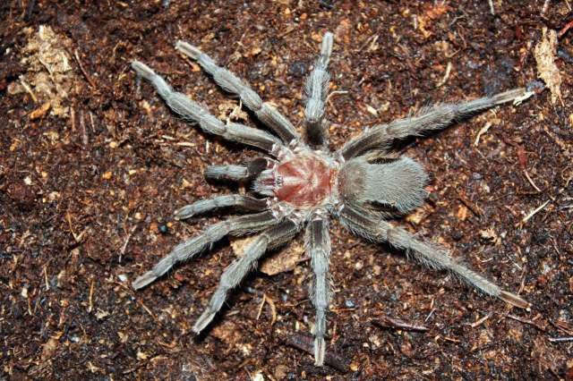 Hemirrhagus sp., female, Hidalgo State, Mexico. (Photo -J. Mendoza)