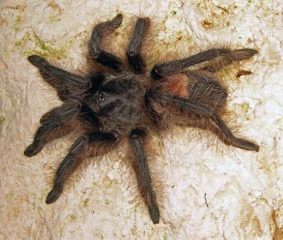 Hemirrhagus sp., female, Mexico. (Photo - J. Mendoza)