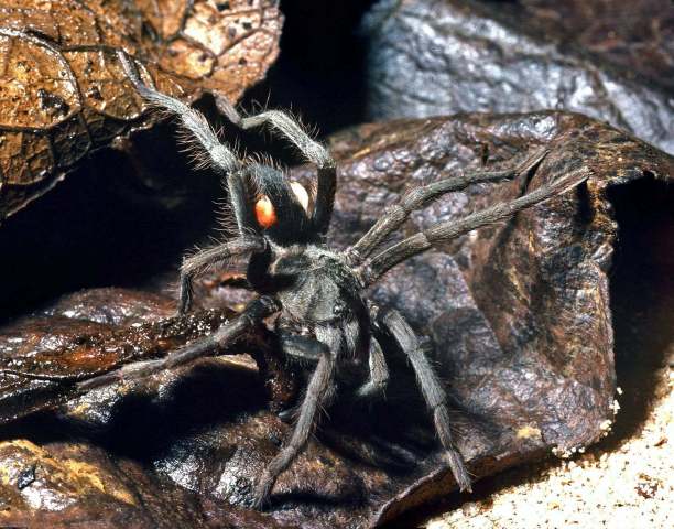 Hemirrhagus sp., female, Oaxaca, Mexico. (Photo - B. Lamar)