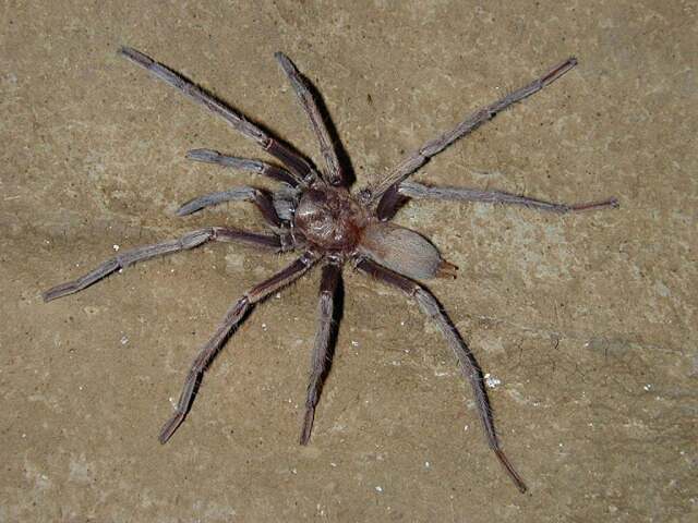 Hemirrhagus sprousei Mendoza & Francke, 2018, female (light morph), Oaxaca, Mexico