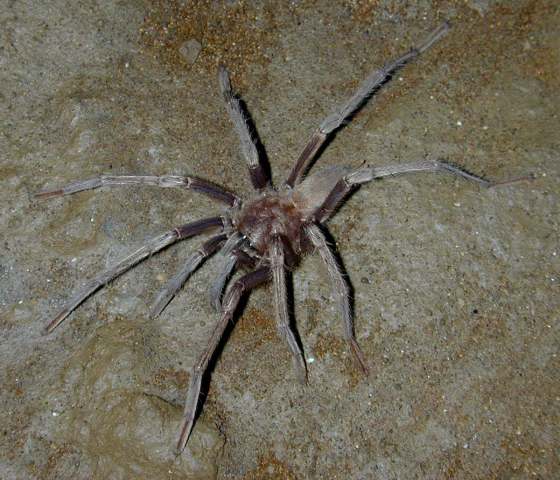 Hemirrhagus sprousei Mendoza & Francke, 2018, female (troglobitic, not functional eyes, light morph), Oaxaca, Mexico