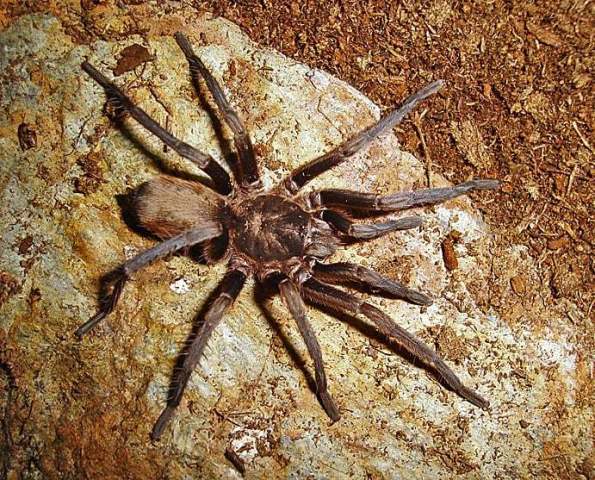 Hemirrhagus valdezi Mendoza 2014, female, Guerrero, Mexico. (Photo - J. Mendoza)