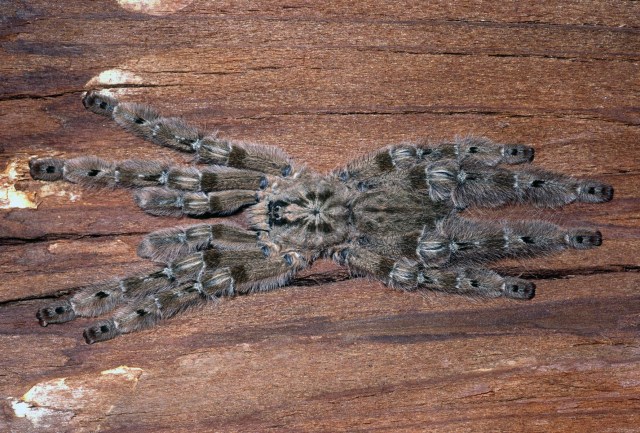 Heteroscodra maculata Pocock, 1900, male, Togo, West Africa