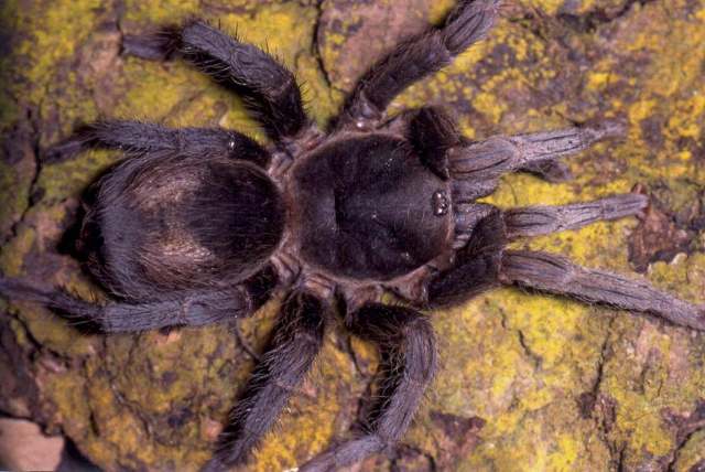 Homoeomma montanum (Mello-Leit∆o, 1923), female (pre-molt), Brazil. (Photo - R. Bertani)